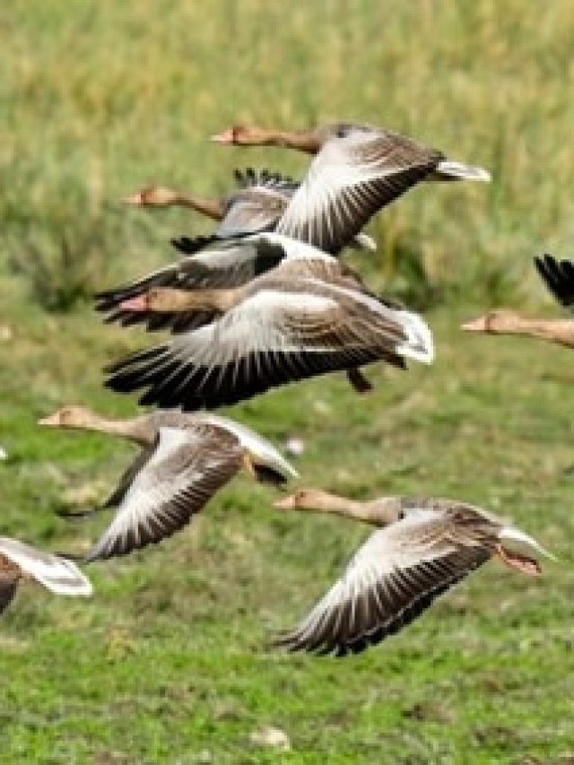 सर्दियों में भारत ही क्यों बनता है प्रवासी पक्षियों का ठिकाना?