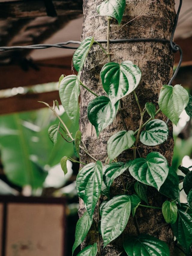 घर पर उगाएं पान, 20 दिन में मिलने लगेंगे ताजा पत्ते