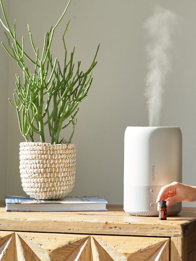 फायदा या नुकसान... Indoor Plants के लिए कैसा है ह्यूमिडिफ़ायर?