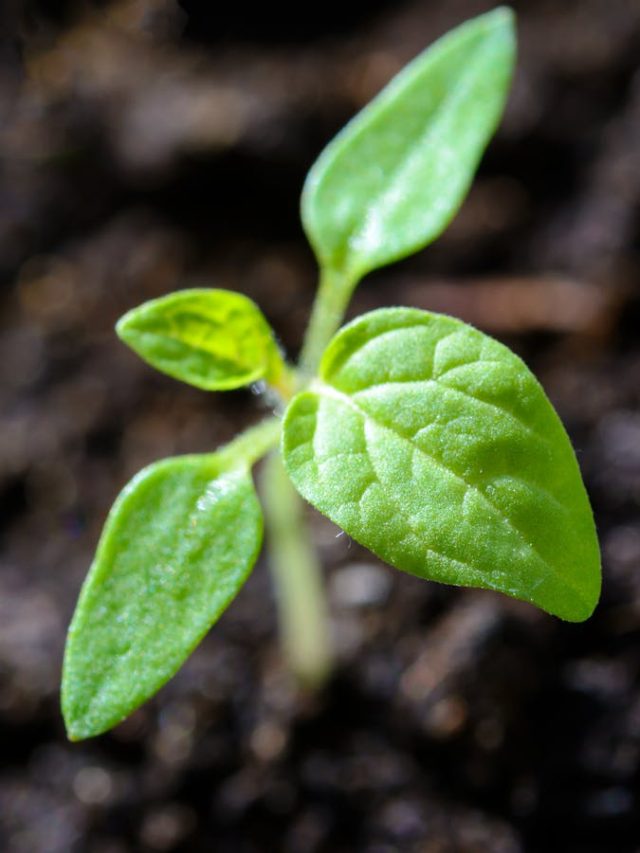 पौधों के लिए अहम होता है फरवरी महीना, करने होंगे ये काम