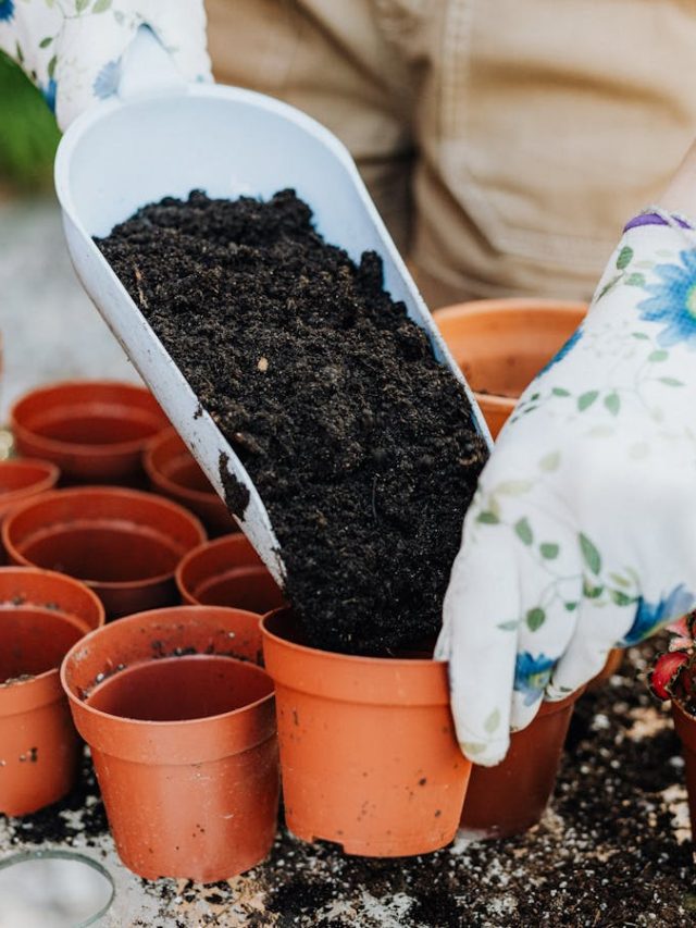 मरते पौधों को ज़िंदा कर देंगी ये 5 खाद, प्लांट्स के लिए बेहद असरदार