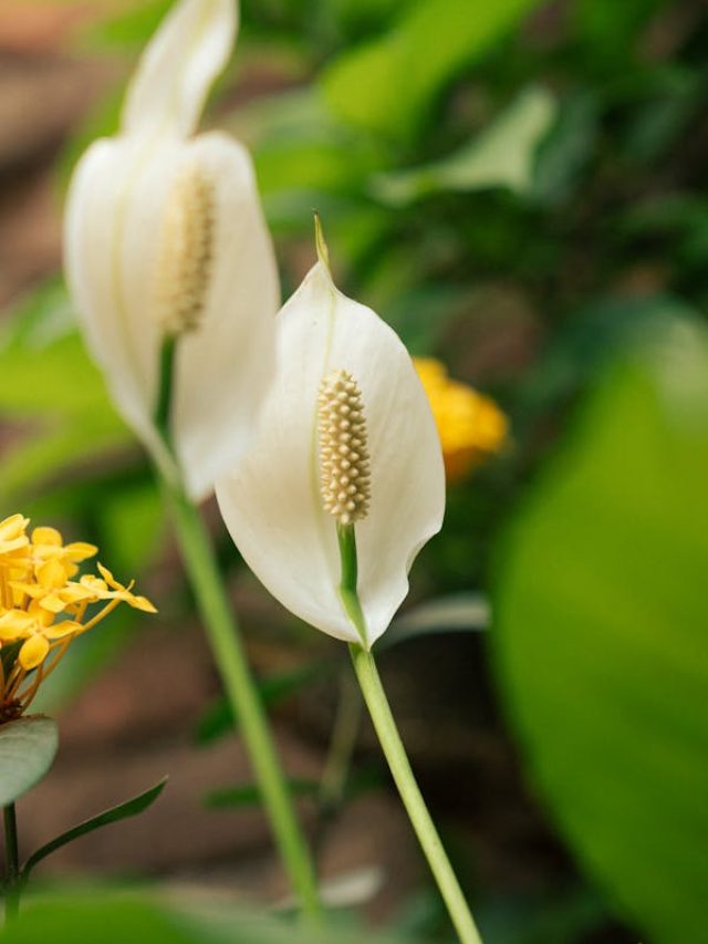 नहीं पड़ेगी ह्यूमिडिफायर की जरूरत, बस घर ले आएं ये पौधा