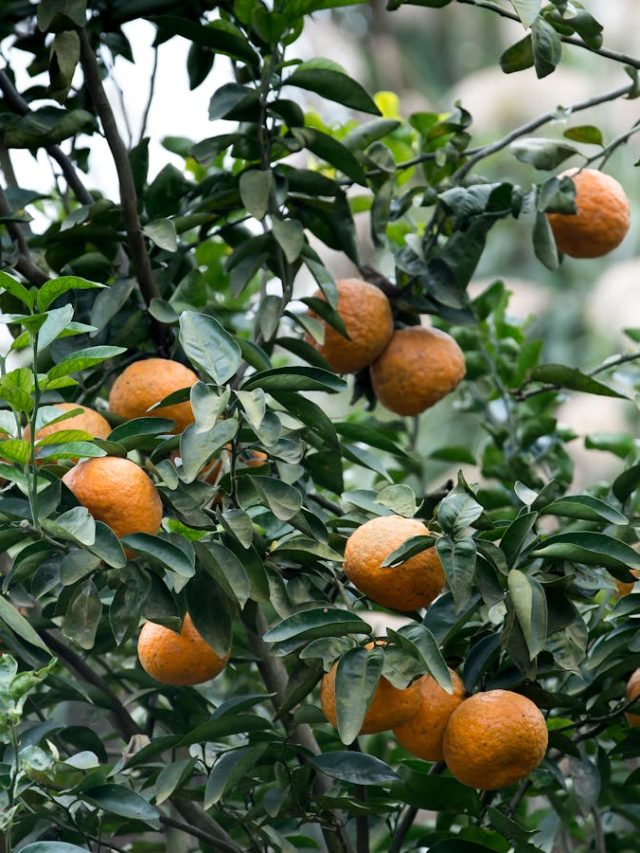 বাড়ির টবেই ফলবে দার্জিলিংয়ের কমলালেবু, সিক্রেট টিপস