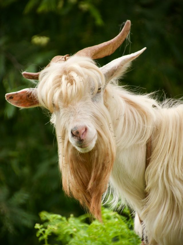 तोते जैसी नाक वाली UP की जमुनापारी बकरी, देती है सबसे ज्यादा दूध