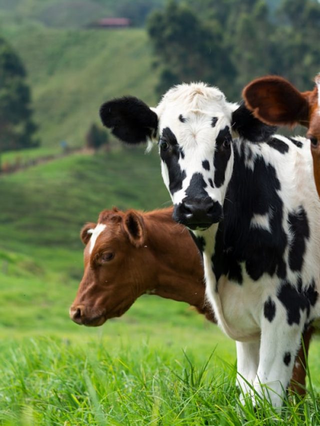 पहाड़ों पर पाई जाती है खास नस्ल की देसी गाय, बाल्टी भरकर देती है दूध!