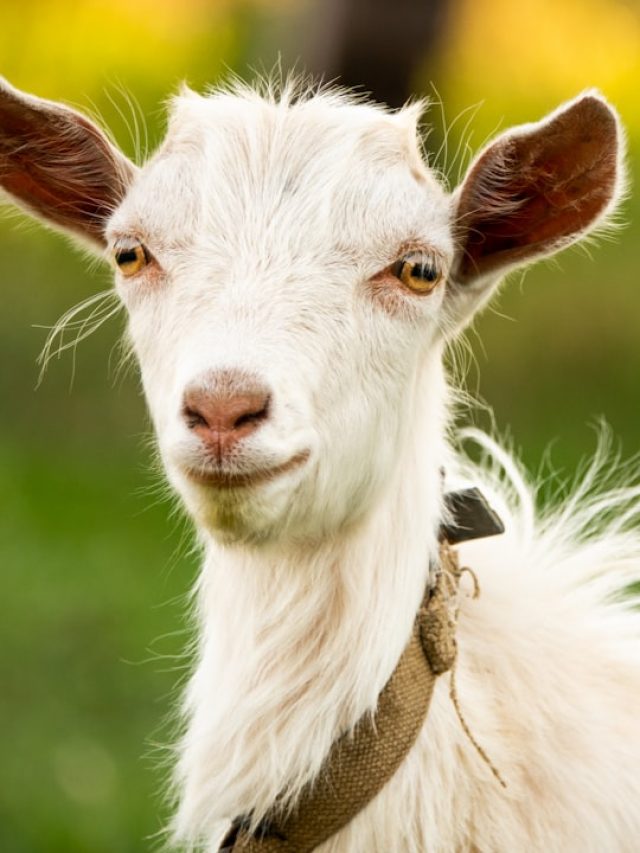 पहाड़ों की खास नस्ल है चिगू बकरी, जानें खासियत...