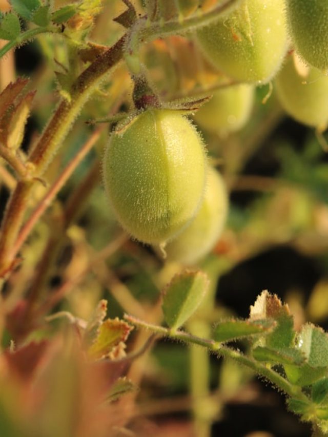 घर पर लगाएं चना का पौधा, बेहद आसान है तरीका, 3 महीने में आ जाएंगी फलियां