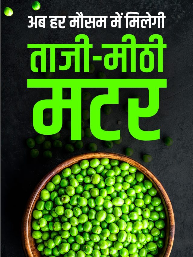 सर्दियों में ताजी मटर को इन 2 ट्रिक से करें स्टोर, साल भर बैठकर खाएंगे