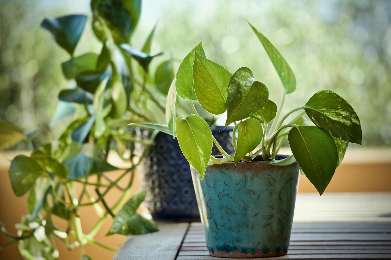 हवा को साफ और तनाव को कम करते हैं ये पौधे, घर में लगाएं 5 Indoor Plants