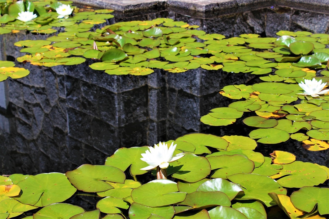 घर में उगाए जा सकते हैं मखाने, जानें क्या है तरीका