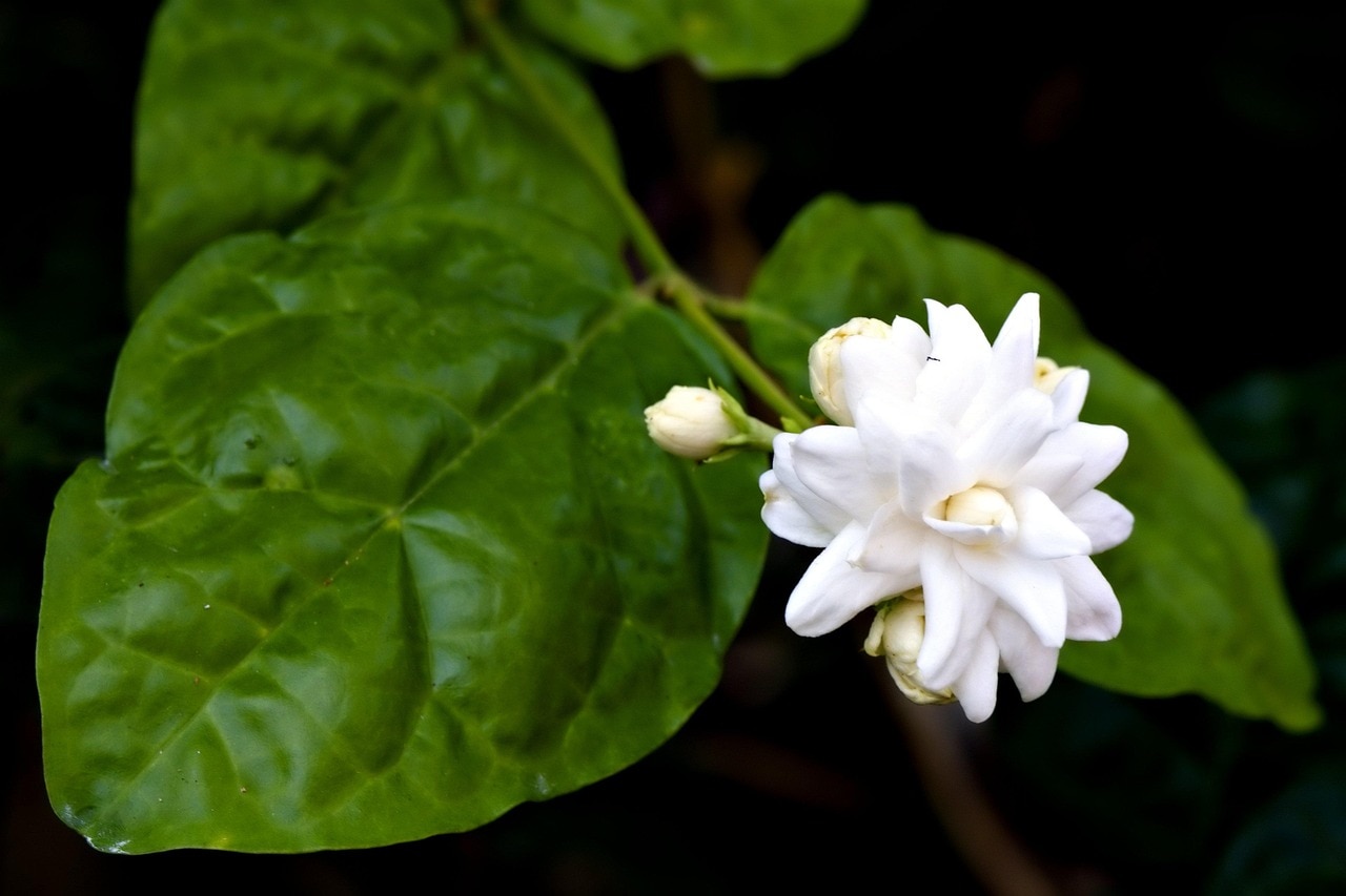 घर पर उगाएं खुशबूदार चमेली का पौधा, ये है कटिंग से लगाने का आसान तरीका