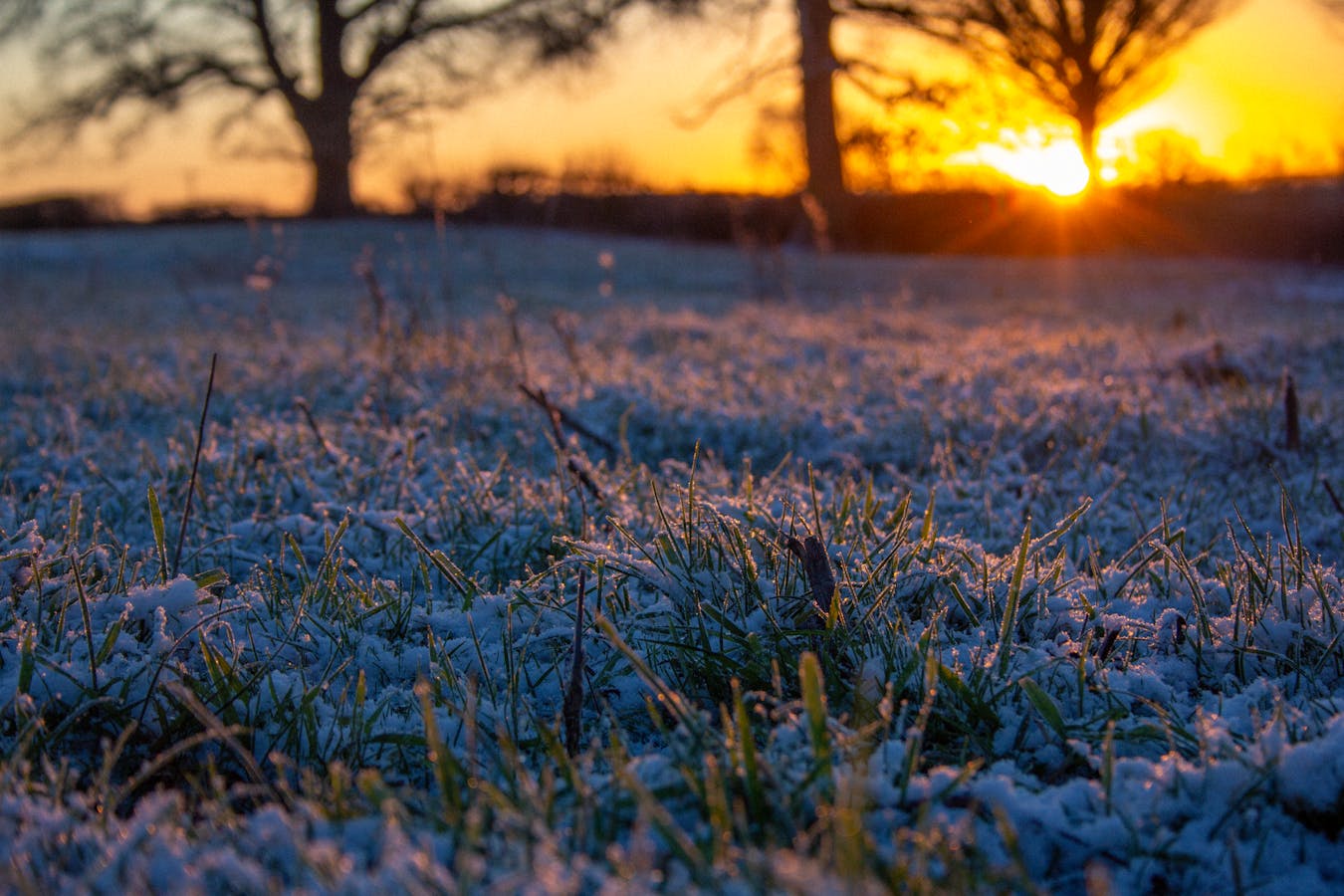शीतलहर-पाले से रबी फसलों को कैसे बचाएं? कृषि विभाग ने दी एडवाइजरी
