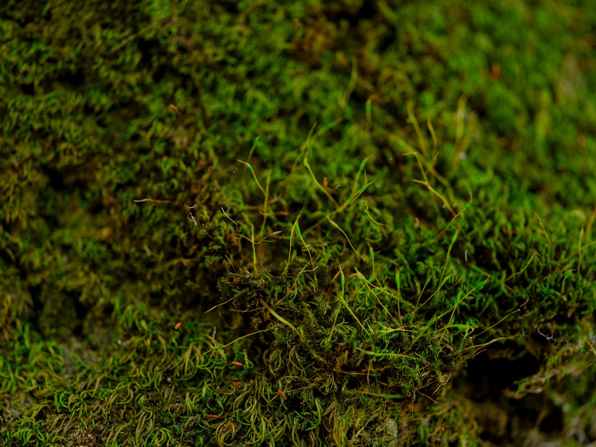 गार्डन में लग रही है काई? हटाने के लिए अपनाएं ये प्राकृतिक तरीके