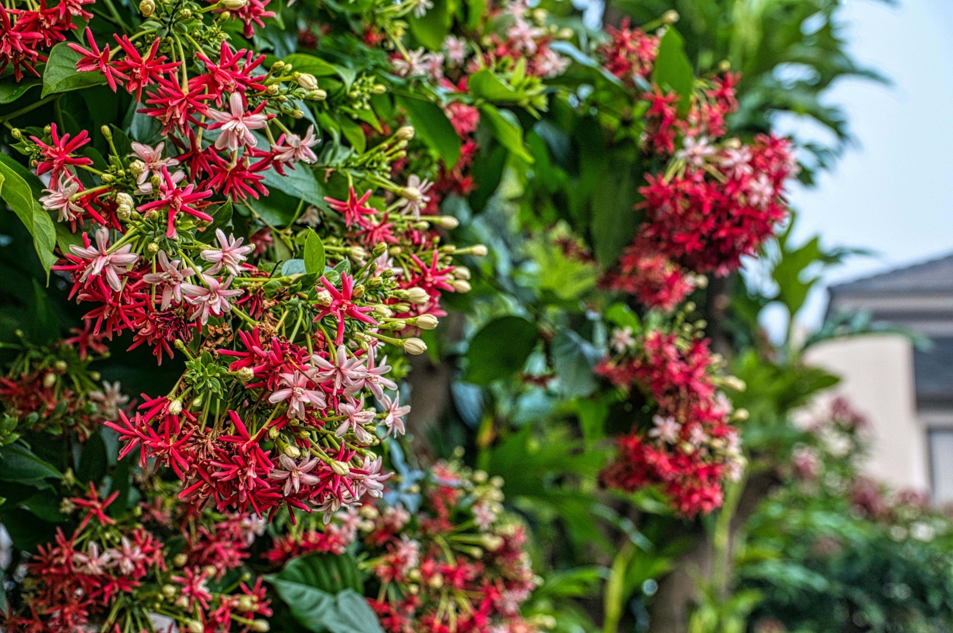 गर्मियों में फूलों से लद जाएगी मधुमालती की बेल, मार्च में जरूर करें ये काम