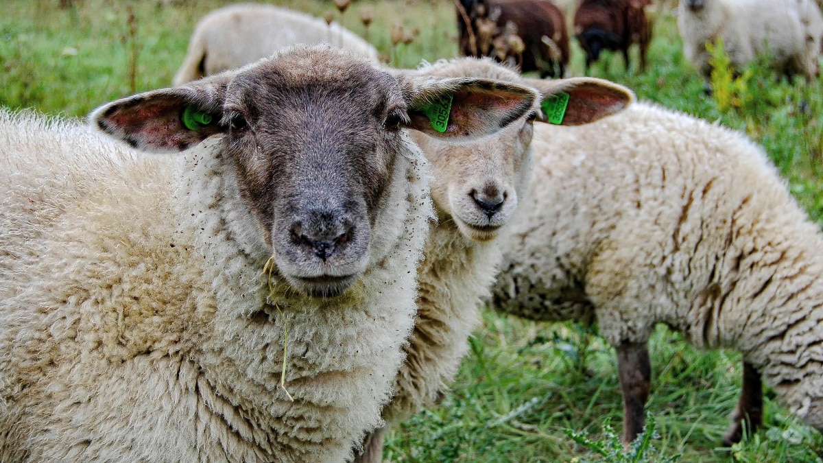 गुजरात की ये भेड़ देती है कम संसाधन में बेस्ट परफॉर्मेंस, जानें इसकी खासियत