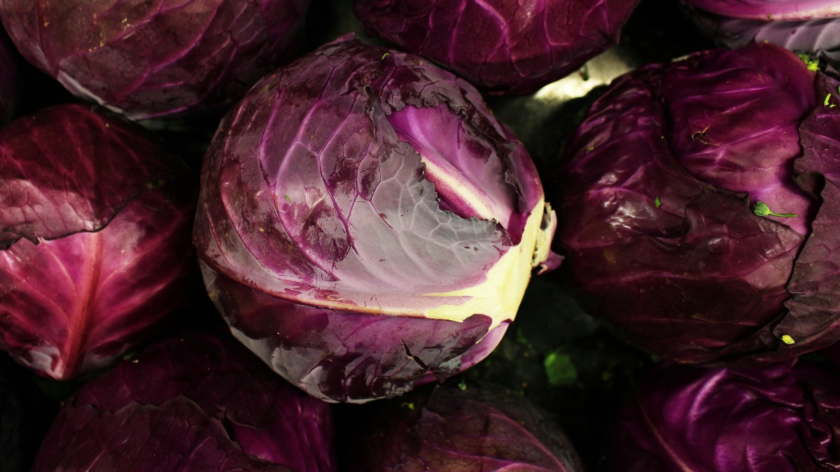घर के गार्डन में उगाएं लाल पत्तागोभी की बेस्ट वैरायटी... यहां मिलेंगे बीज