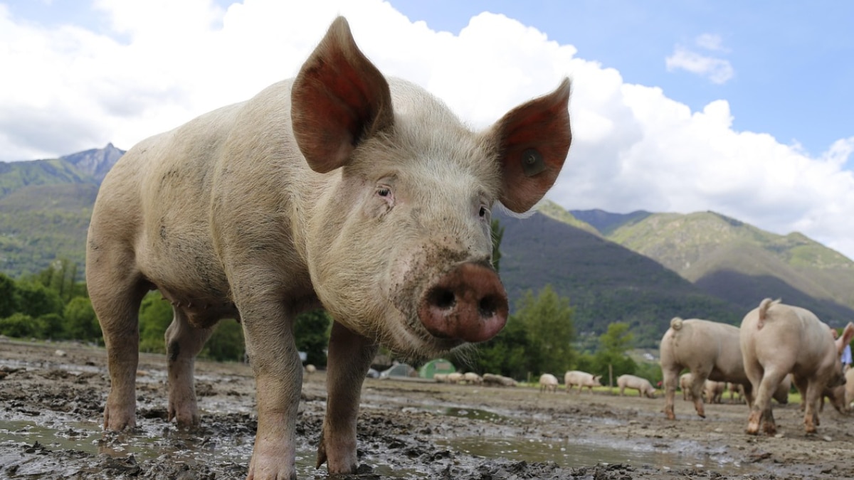 पूर्वी भारत की शानदार नस्ल है ये ‘घुंघरू’ सूअर... जानें इसकी खासियत