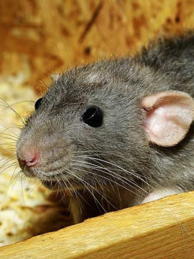 বাপ বাপ বলে পালাবে ইঁদুর, গর্তের মুখে রাখুন এই জিনিস