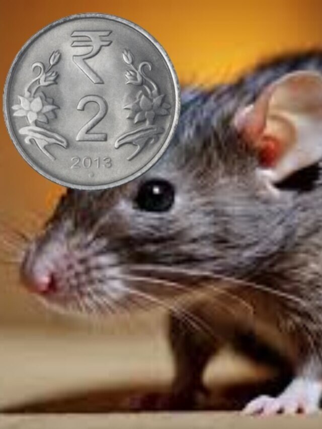 বাপ বাপ বলে পালাবে ইঁদুর, লাগবে ২ টাকার এই জিনিস
