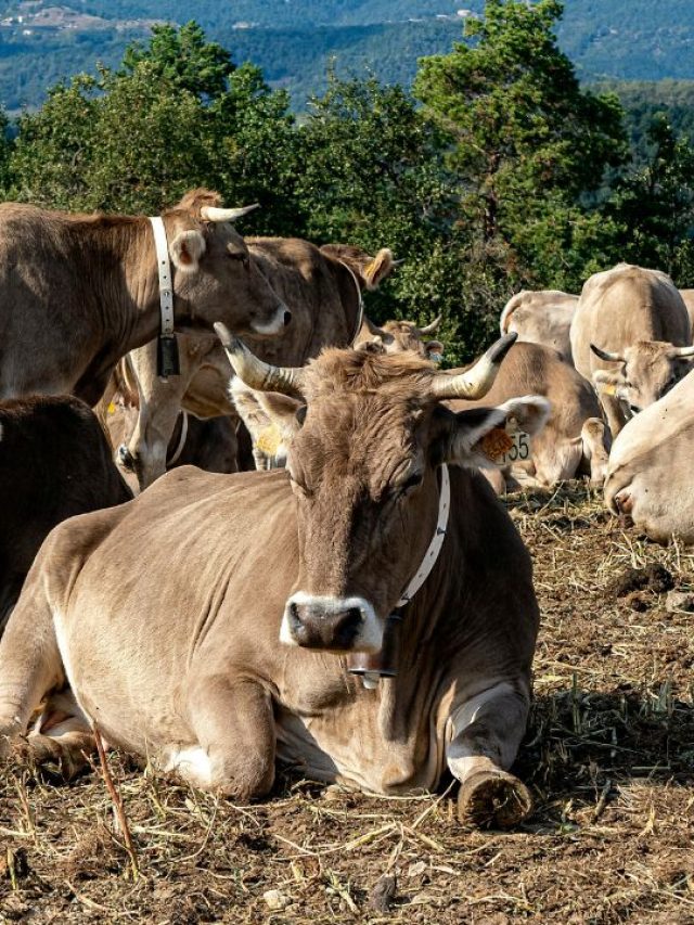 दुधारू गाय-भैंस गर्मी के मौसम में नहीं होंगी बीमार, अभी से करें ये तैयारी