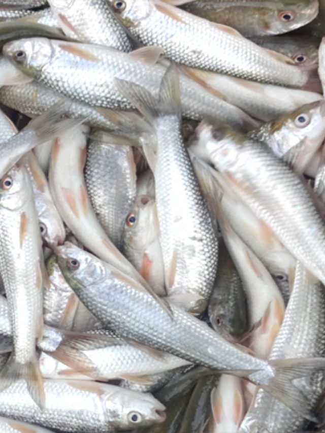 বাটা মাছ খেলে আদৌ মেলে কোনও উপকার? শরীরে কী হচ্ছে খবর রাখেন