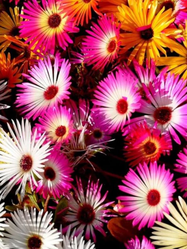 'आइस फ्लोवर' की खेती करें किसान, कम लागत में होगी बढ़िया कमाई!