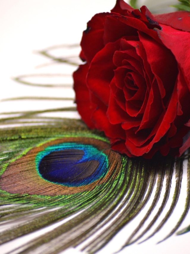 বাড়ির কোন দিকে ময়ূরের পালক রাখবেন? বাস্তু জানুন