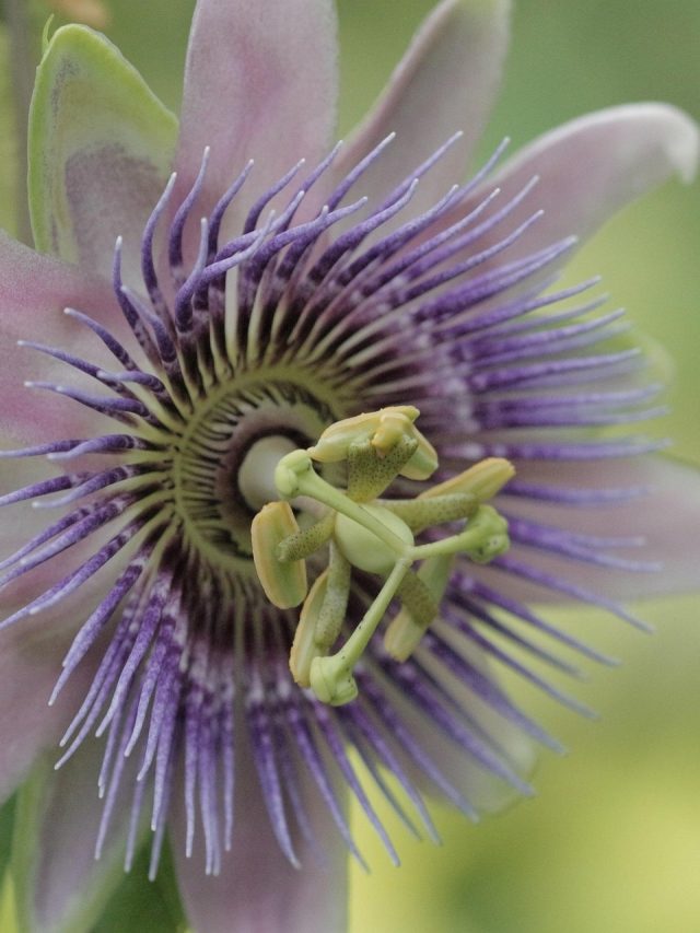 अनोखी बनावट और बेहद आकर्षक… सिर्फ एक दिन के लिए खिलता है ये फूल