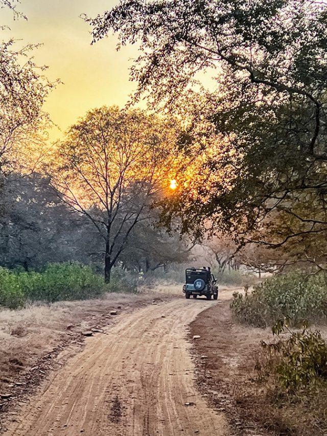 Hidden wild treasures: uncover India’s most untamed safari secrets