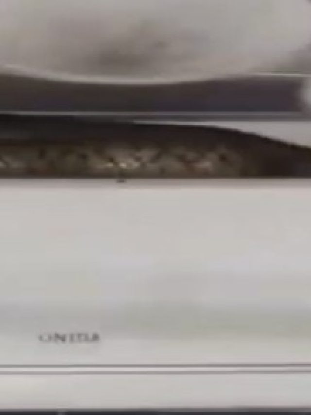 मुंबई एयरपोर्ट पर मिला 7 फुट लंबा सांप, रैट स्नेक का वीडियो वायरल