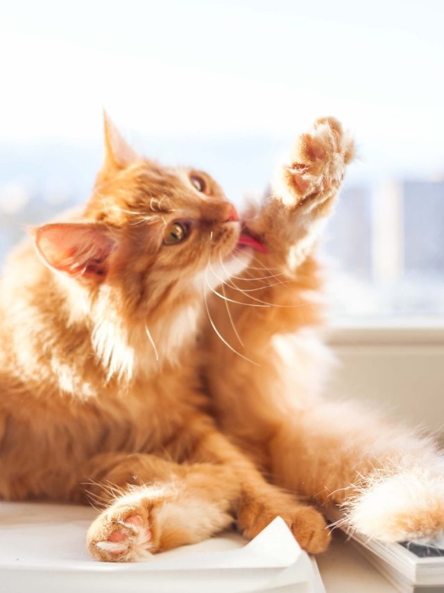 कुत्ता-बिल्ली से लेकर गाय-भैंस तक...जानवर क्यों चाटते हैं शरीर? जानिए 5 वजह