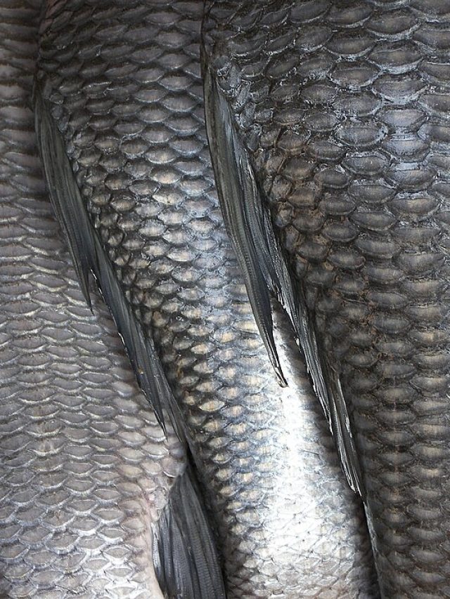 বঁটি-ছুরি ছাড়াই ভিনেগার দিয়ে ছাড়িয়ে ফেলুন মাছের আঁশ, কায়দা শিখুন