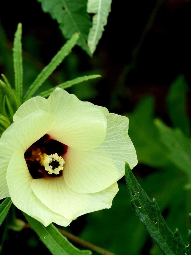 गर्मियों में किसान करें इन सब्जियों की खेती, बढ़ेगी आमदनी