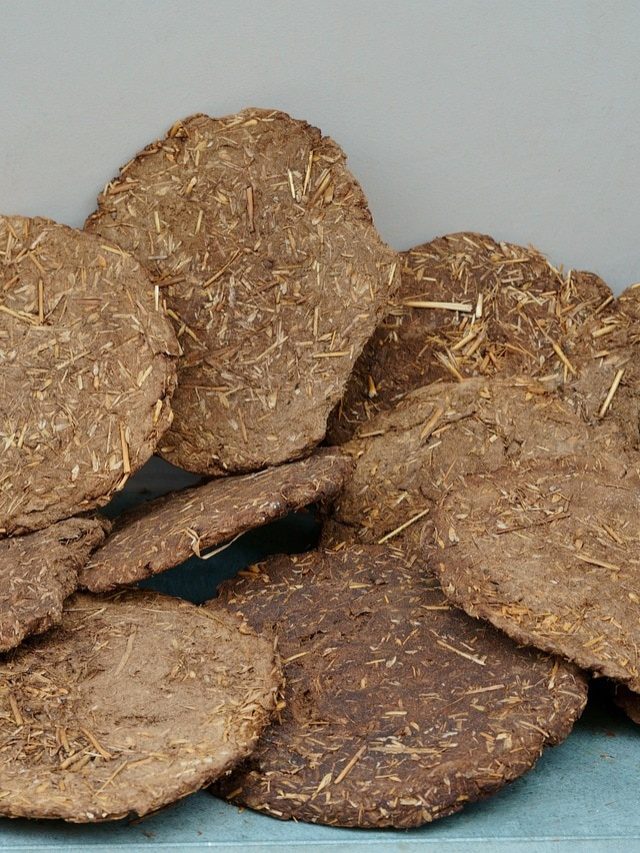 उपलों से बनाएं प्राकृतिक खाद, पौधों की ग्रोथ होगी दोगुनी