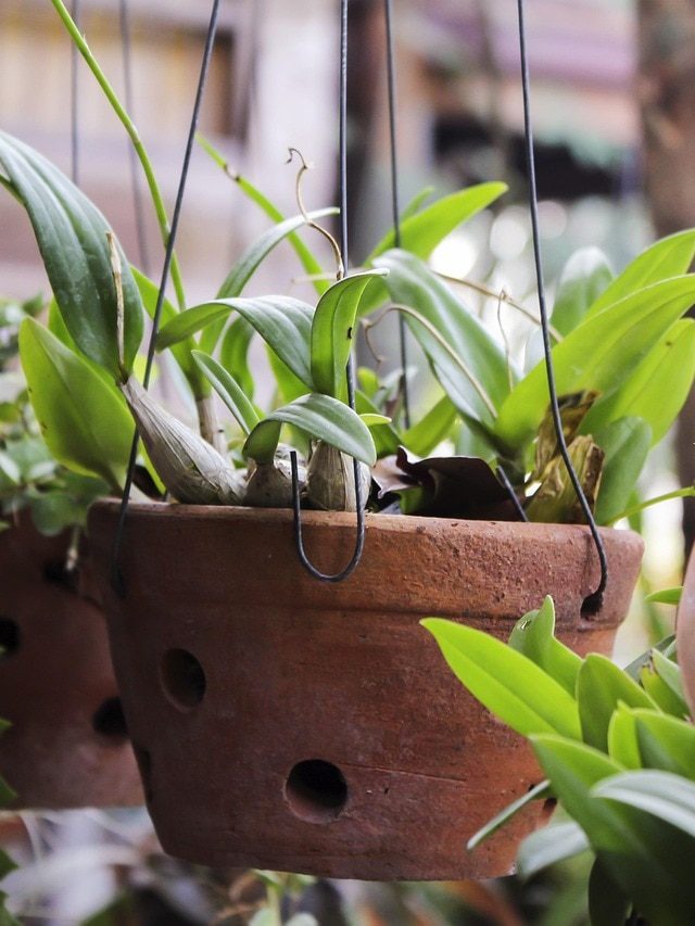 घर में फंगस और सीलन? इन 7 पौधों से मिलेगी राहत