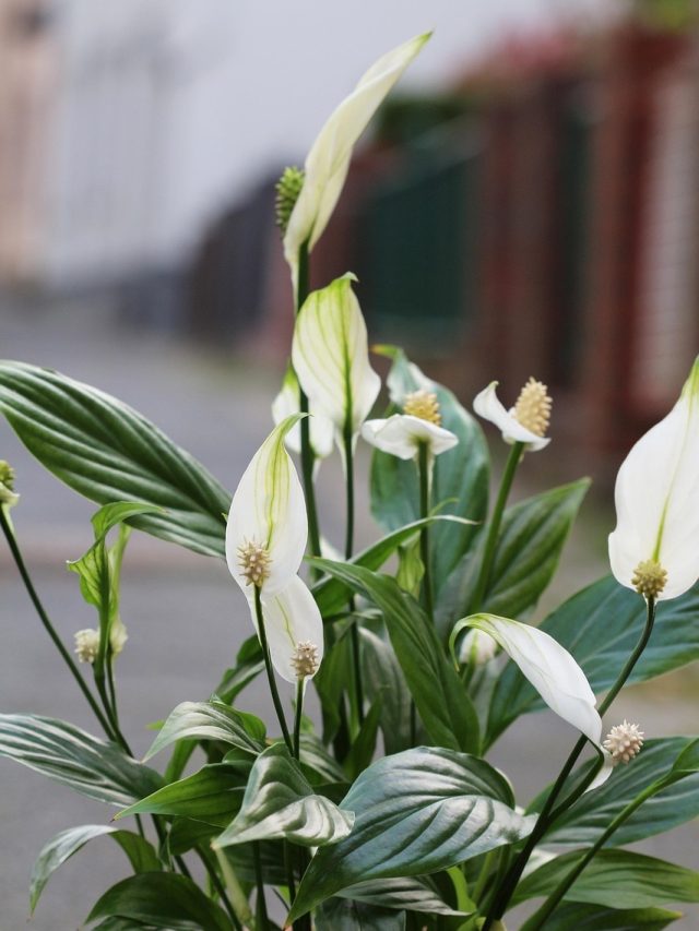 Peace Lily की पत्तियां हो रहीं ब्राउन? जानें क्या हो सकती हैं वजह