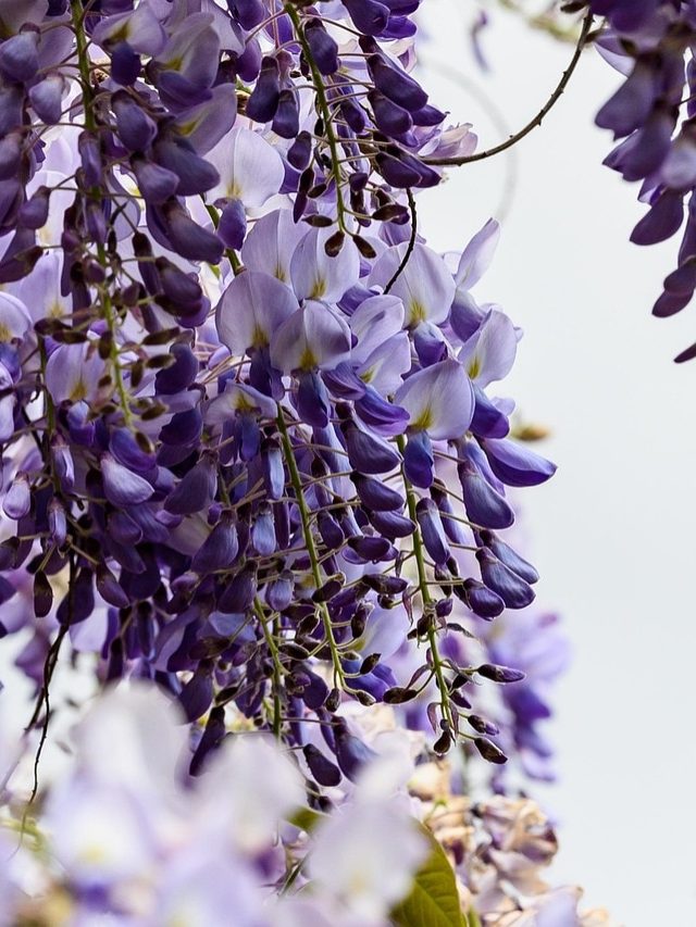 Perfume जैसी महकती हैं ये 5 बेलें, बालकनी में लगाकर घर को बनाएं खुशबूदार