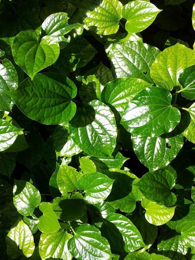 ये घरेलू खाद पौधों की पत्तियों को बनाएगी चमकदार, जानें तरीका