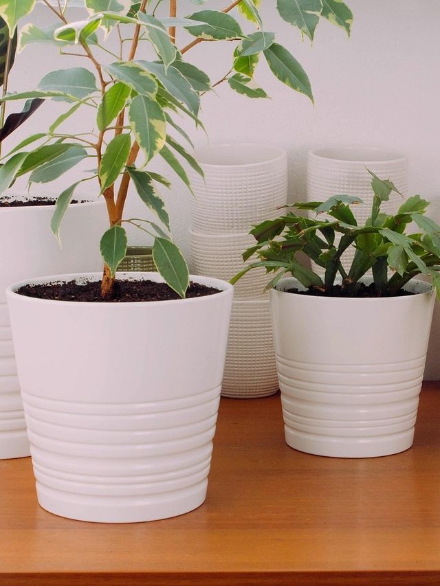 डार्क घरों में भी फलते-फूलते हैं पौधे, लगाएं कम धूप वाले ये प्लांट्स