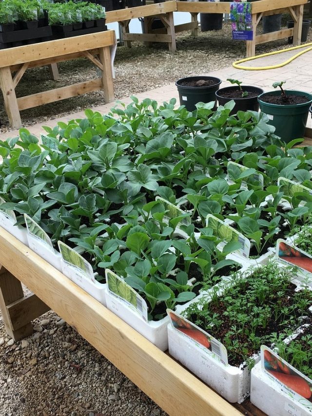 क्यों सूख जाते हैं नर्सरी से लाए पौधे? कहीं आप तो नहीं कर रहे ये गलतियां