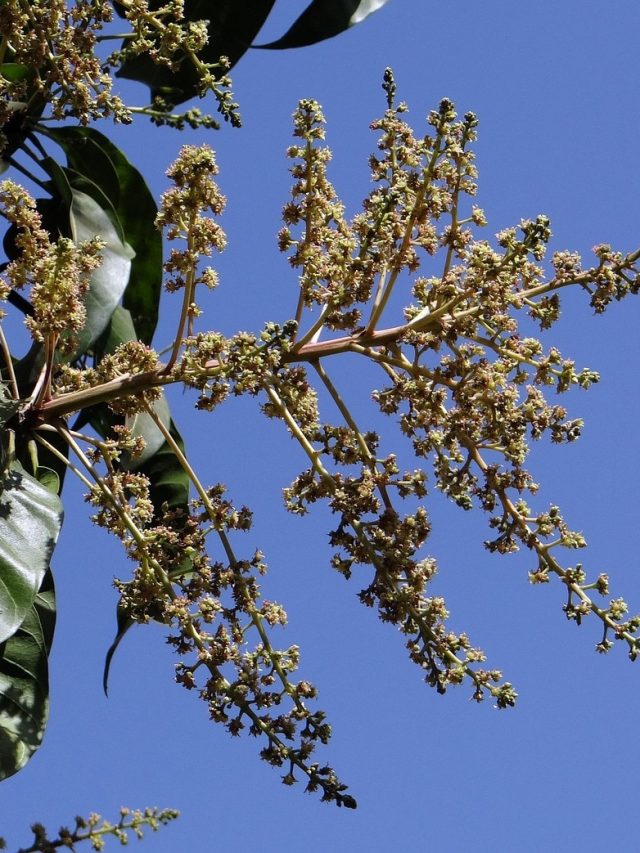 आम में आने लगे हैं मंजर, तो जल्द कर लें ये काम