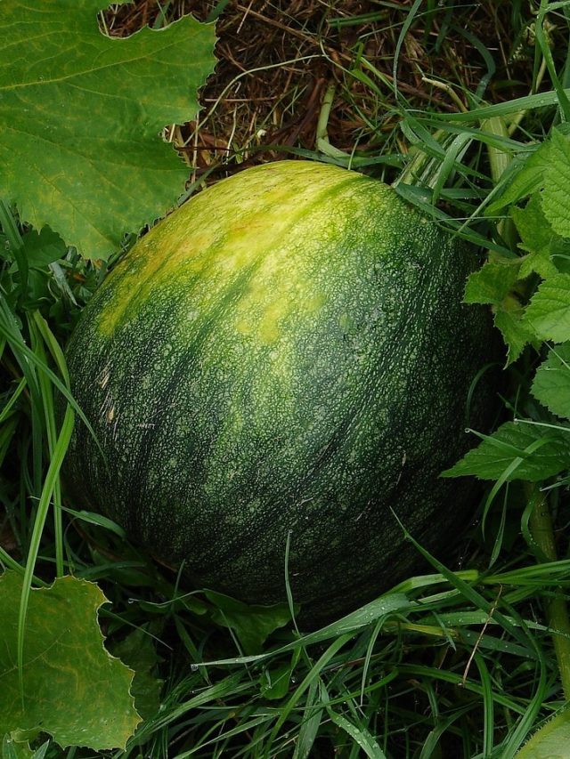 आ गया तरबूज़ की खेती का समय, ये किस्में देती हैं खूब फायदा