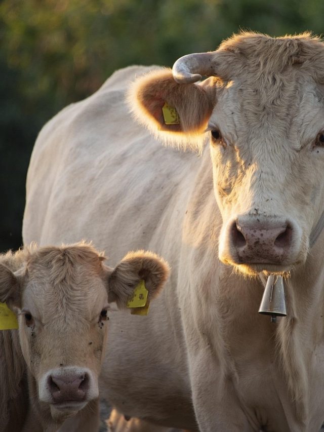 पैदा हुए बछड़े को बीमारी से बचाना है? इन बातों का रखें ख्याल