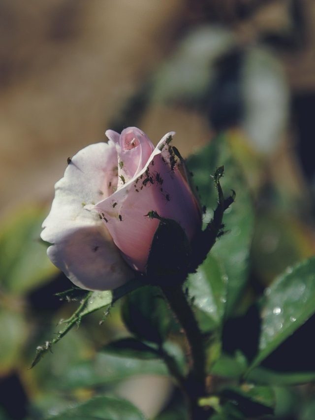 गुलाब के पौधे में लग रहे हैं कीड़े? अपनाएं ये घरेलू ट्रिक