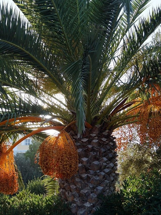 खजूर के एक पेड़ से 50 हज़ार तक की आय, खेती से करें लाखों की कमाई