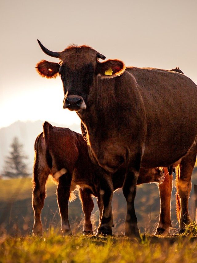 पशुपालन के लिए बेस्ट हैं गाय की ये 4 नस्लें, देती हैं उच्च गुणवत्ता का दूध