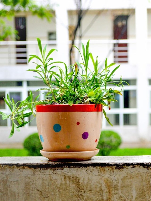 पौधों में जान डाल देंगी किचन में रखी ये चीजें, जानें इस्तेमाल का तरीका