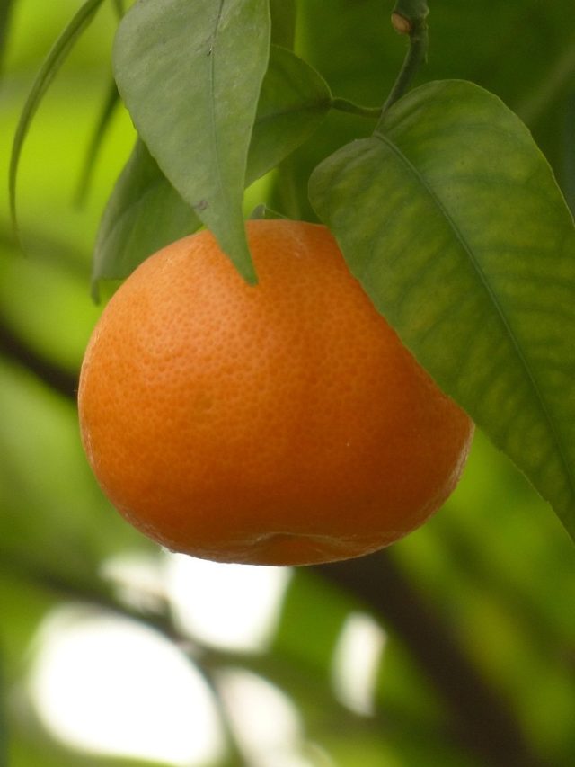 घर के अंदर लगाएं ये फलदार पौधे, खूबसूरती बढ़ाएंगे Fruit Plants