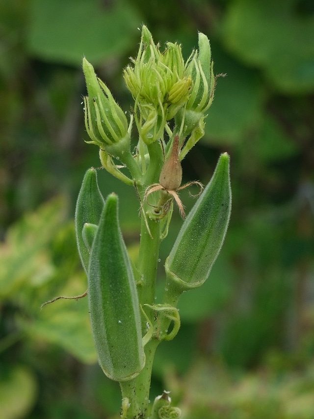 एक बार बुवाई और 6 महीने कमाई! ऐसे करें भिंडी की खेती, होगा मुनाफा