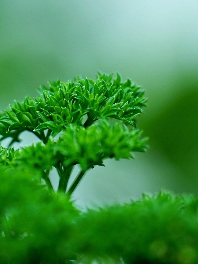 घर में उगाएं Parsley, सालभर मिलती रहेगी फ्रेश हर्ब